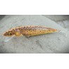 Classic, TR, 15CM, 20G